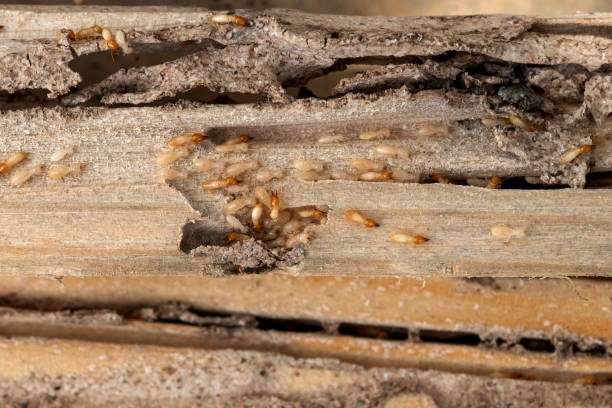 Best Pest Control Treatment  in Garden City, MI