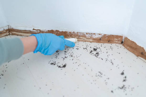Best Flea Control Services  in Garden City, MI